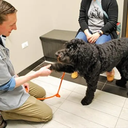 Vet greeting a black dog at Animal Care Center of Downers Grove